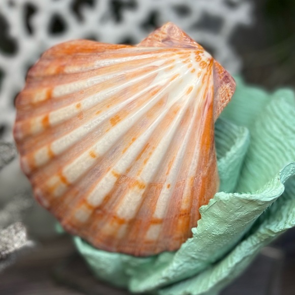 Large Polished Lions Paw Seashell Coral Purple Crafting Display Shell Collector - Picture 1 of 14